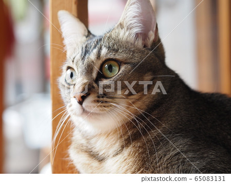 cute cat cute cat 65083131