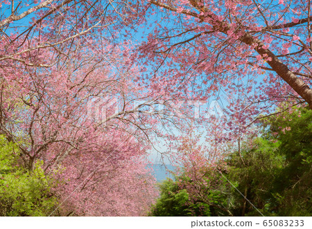 Pink blossoms on the branch with blue sky during spring blooming,.Branch with pink sakura blossoms, Chiang Mai, Thailand.Blooming cherry tree branches against a cloudy blue sky Himalayan blossom 65083233