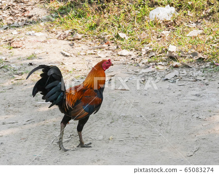 close up of hen walking on the floor 65083274