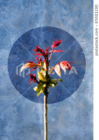 Colorful tree branch.  65083280