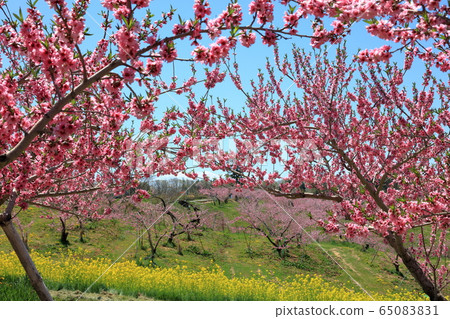 丹霞鄉桃花盛開 65083831