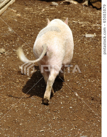 迷你豬 迷你豬 65083879