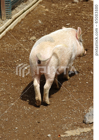 迷你豬 迷你豬 65083880