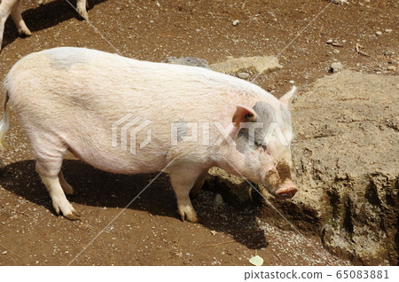 迷你豬 65083881
