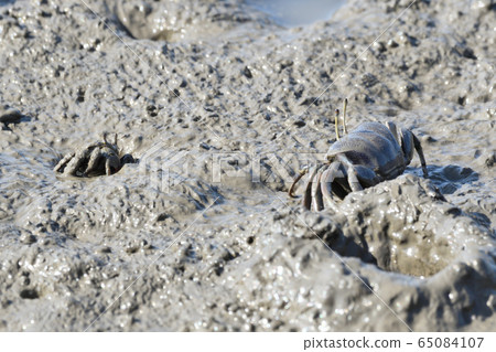 Fiddler crab Fiddler crab 65084107