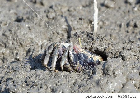 Fiddler crab Fiddler crab 65084112