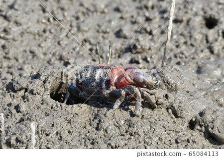 招潮蟹 65084113