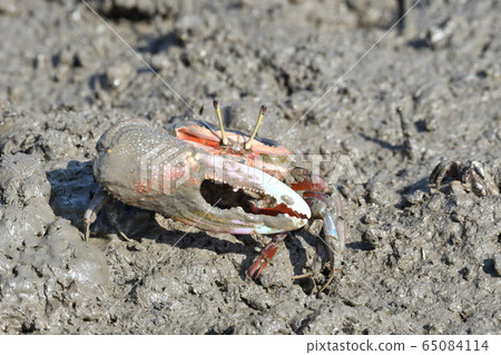 Fiddler crab Fiddler crab 65084114