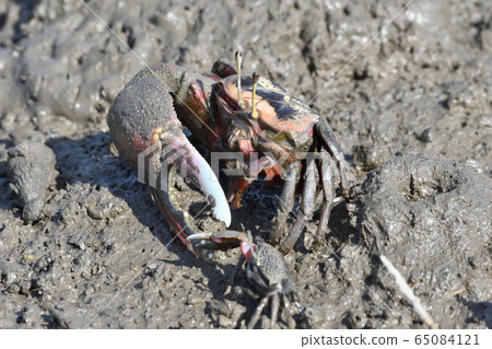 Fiddler crab Fiddler crab 65084121