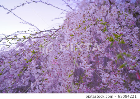 櫻花2020 65084221