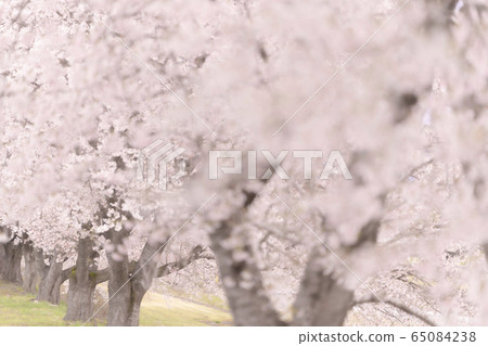 Sakura 2020 65084238
