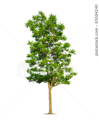 Trees isolated on white background. Trees isolated on white background. 65084240