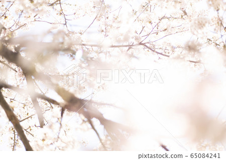 櫻花2020 65084241