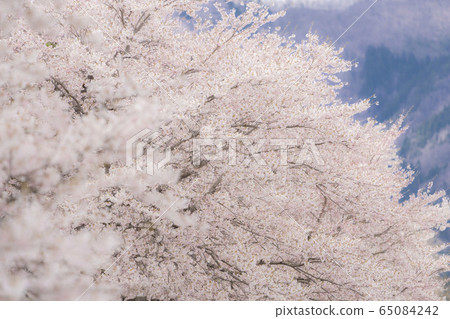 櫻花2020 65084242