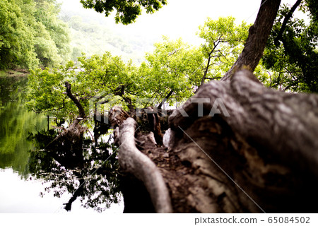 半圓池塘湖水庫樹木水 65084502