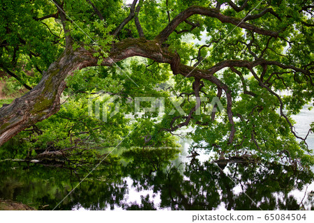 半圓池塘湖水庫樹木水 65084504