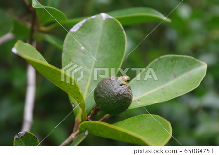 Fruits of unripe yellowfin (Guava) native to Ogasawara Fruits of unripe yellowfin (Guava) native to Ogasawara 65084751