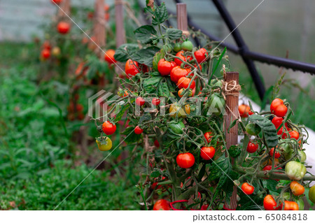 Tomatoes growing in a branch in a rustic garden Tomatoes growing in a branch in a rustic garden 65084818