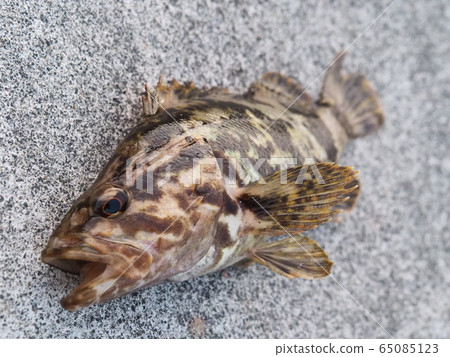 竹筍 竹筍 65085123