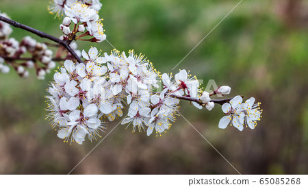 Cherry tree branch with blossoming flowers Cherry tree branch with blossoming flowers 65085268