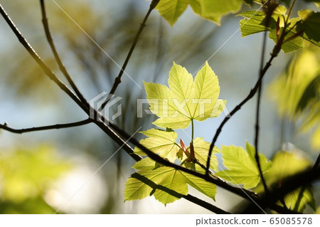 Sycamore maple leaves in the forest Sycamore maple leaves in the forest 65085578