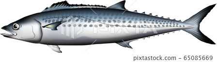 薩瓦拉圖矢量圖 薩瓦拉圖矢量圖 65085669