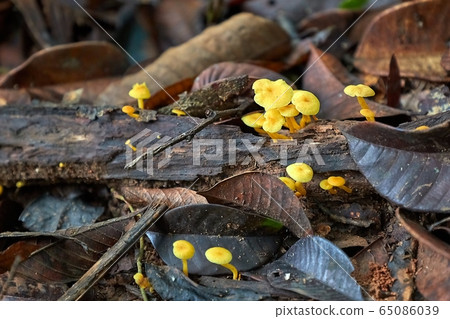 Mushroom growing in the forest Mushroom growing in the forest 65086039