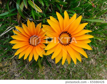 Flowers that bloomed in the park Flowers that bloomed in the park 65086426