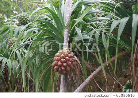 An endemic species of Ogasawara, the octopus fruit that is a tree of Ogasawara village 65086616