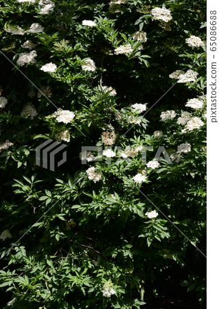 Flowers Flowers 65086688