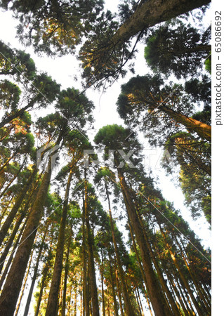 Looking up at the beautiful rows of cedar trees at Ryumoji 65086692