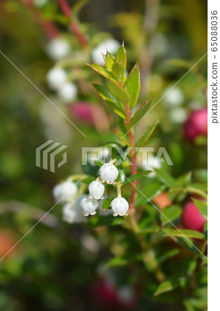 American wintergreen American wintergreen 65088036