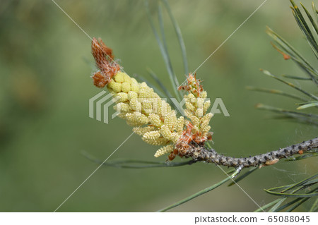 Eastern white pine 65088045