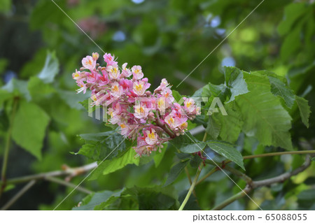 Red horse chestnut Red horse chestnut 65088055