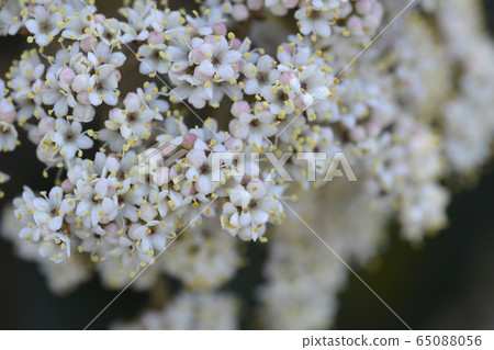Wrinkled viburnum Wrinkled viburnum 65088056