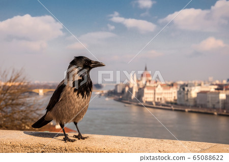 Grey Raven on the background of the Hungarian Parliament, Budapest, Hungary Grey Raven on the background of the Hungarian Parliament, Budapest, Hungary 65088622