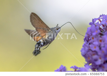 Hummingbird hawk moth butterfly Hummingbird hawk moth butterfly 65088753