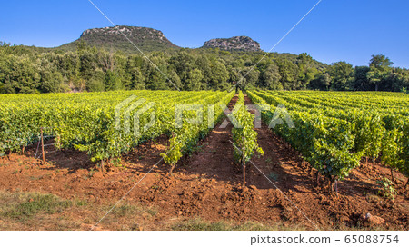 Vineyard in Cevennes France 65088754