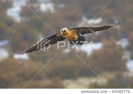 Bearded vulture flying 65088770
