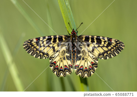 Southern festoon butterfly Southern festoon butterfly 65088771