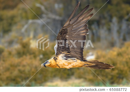 Bearded vulture flying 65088772