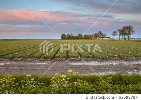 Agricultural field landscape Agricultural field landscape 65088787