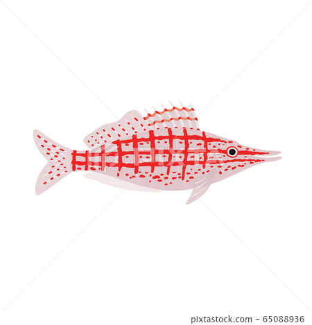 Longnose hawkfish. Oxycirrhites typus. Marine fish. Vector illustration 65088936