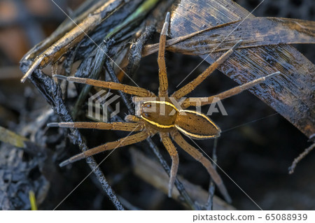 Great raft spider Great raft spider 65088939