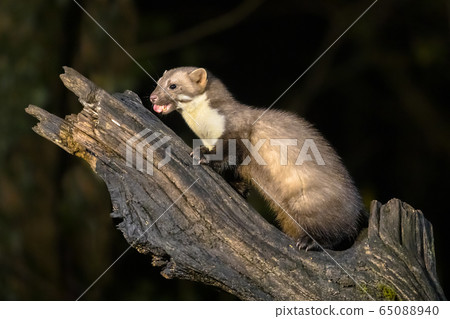 Stone marten on tree trunk 65088940