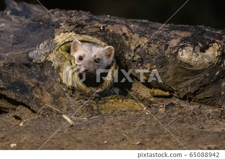 Stone marten in burrow 65088942