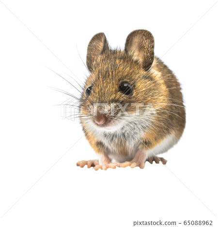 Cute mouse isolated on white background Cute mouse isolated on white background 65088962