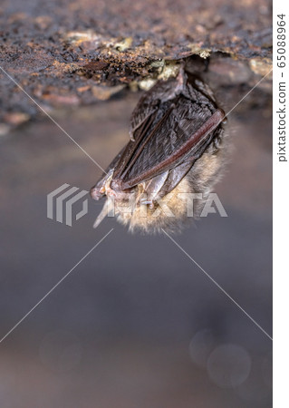 Hibernating Common long-eared bat Hibernating Common long-eared bat 65088964