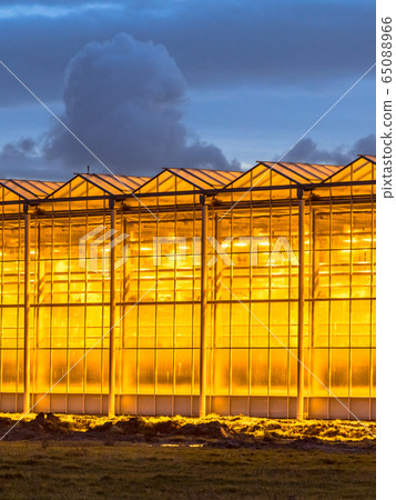 Illuminated industrial greenhouse crop Illuminated industrial greenhouse crop 65088966