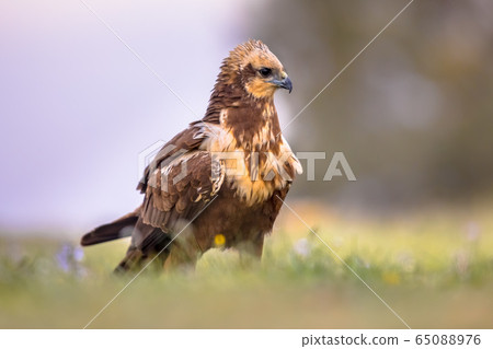 Marsh harrier female Marsh harrier female 65088976